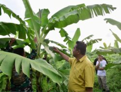 Penyaluran KUR Budidaya Pisang Cavendish di Sulsel & Sulbar Capai Rp7,24 Miliar